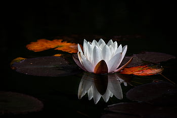 flower, flower Background, lotus, pond, white Flower, beautiful Flowers, flower Wallpaper, nature, water Lily, reflection, meditation