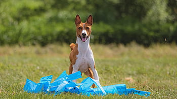 dog, running, animal, beautiful, field, pet, happy, friendly, active, athletic, competition