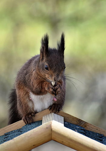 veverka, hlodavec, volně žijících živočichů, savec, lesní zvíře, fauna, zvíře, Příroda