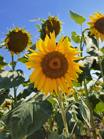 flowers, sunflowers, petals, leaves, foliage, flower Background, flower Wallpaper, field, meadow, plant, vara