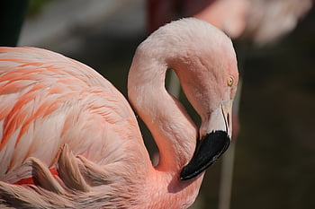 flamingo, bird, beak, feathers, pink Feathers, pink Plumage, pink Bird, long Neck, ave, nature, avian