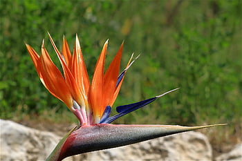 papoušek květ, rajka květ, skleník, strelitzia, strelitzia orchideje, exotický, floristika, Botanická zahrada