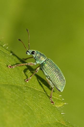 beetle, insect, bug, macro, entomology, nature, close Up