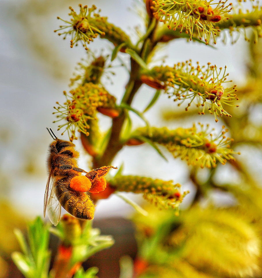 bee, honey Bee, pollination, insect, macro, close Up, flying Insect, nature, spring, garden