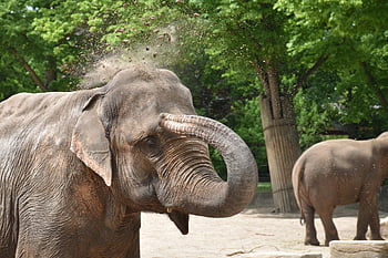hagenbeck،  هامبورغ،  حديقة حيوان،  للعب،  الحيوانات البرية،  الفيل،  أرض،  يلقي،  رمال