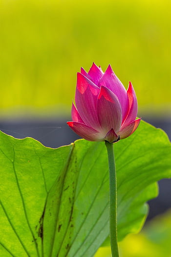 loto, fiore, pianta, petali, Ninfea, fioritura, fiorire, carta da parati floreale, pianta acquatica, flora, stagno