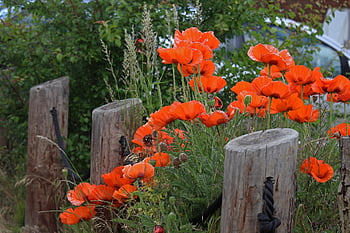 poppies, garden Fence, village, rural, farmhouse, front Yard, farm Yard, romantic, garden, rustic, mecklenburg Western Pomerania