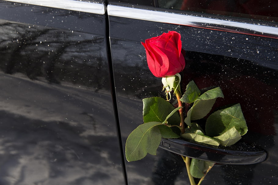 květ, růže, auto, Příroda, Valentýn, výročí, dar, Krásná, Pozdrav, štěstí, Dovolená