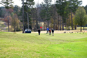 golf, golfspelare, golfbana, spel, sport, landskap, natur, grönt, människor, golfbil, sätta