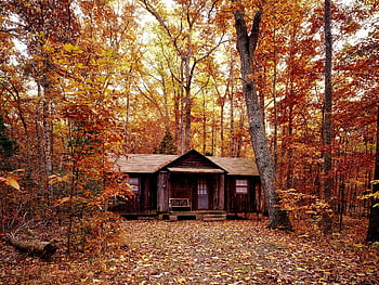 brown wooden house, orange leaf trees, autumn forest, colorful foliage, serene rural setting, log cabin, vibrant forest, fall season, rustic cabin, nature landscape, outdoor scenery