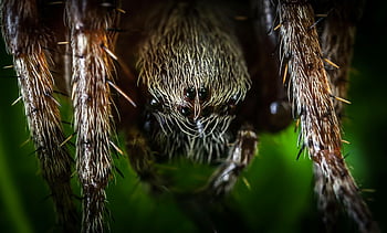 macro photography, spider, intricate details, hairy legs, spider face, close-up, arachnid, nature photography, wildlife, detailed image, macro shot