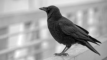 burung hitam, bidikan close-up, gagak hitam, burung bertengger, Latar belakang fokus lembut, fotografi satwa liar, fotografi burung, hitam dan putih, fotografi alam, kehidupan liar perkotaan, burung gagak dari dekat