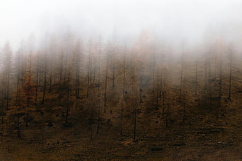 Forest, autumn forest, dense fog, mysterious ambiance, captivating view, autumn trees, foggy forest, natural scenery, fall season, misty landscape, serene environment