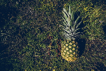 ovoce ananasu, přízemní, letecký pohled, zralý ananas, svěží zelená tráva, tropická svěžest, tropické ovoce, ananas na trávě, ananas venku, Ananas detail, Textura ananasu