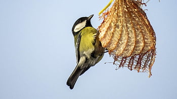 vogel, feeding, blauwe mees, gevederte, in de winter, hongerig, natuur, dieren