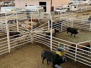 cattle, corral, Cody Wyoming, rodeo grounds, rural livestock, lifestyle, fenced animals, group of animals, farm animals, livestock management, ranching