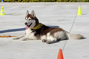 perro, důvěra, příloha, milovat, psí láska, výcvik psů, projev náklonnosti, společnost, úcta, šťastný pes, pobyt