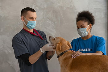 dog checkup, veterinary clinic, veterinarian, volunteer, pet care, animal health, medical examination, dog health, veterinary services, clinic visit, pet checkup