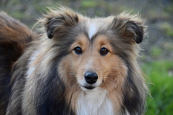 dog, female Dog, dog Portrait, pet, shetland Sheepdog, dog Pure Breed, animal, bitch Nayana, dog Eye Colour Hazel, muzzle End, mammal