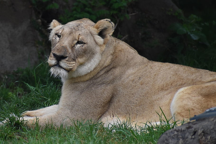 lioness, feline, wild Cats, safari, wildlife, zoology, zoo, hermann Park, science, nature, beauty