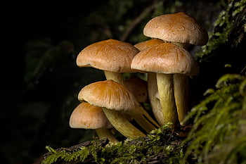 mushrooms, moss, mycology, forest, nature, fungi, macro