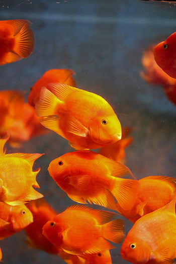 orange fish, underwater, aquatic life, bright orange, clear water, swimming fish, vibrant orange, fish tank, tropical fish, marine life, aquarium fish