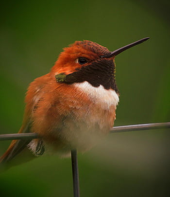 rufous kolibřík, pták, zvíře, posazený, kolibřík, muž pták, volně žijících živočichů, peří, zobák, Příroda, detailní