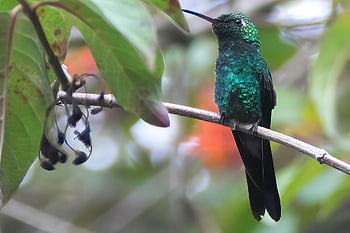 colibrì, uccello, animale, smeraldo dalla coda verde, natura, piume, becco, arroccato, ramo, birdwatching, Cuba