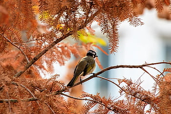 vogel, herfst, boom, dier, natuur, neergestreken, neergestreken vogel, takken, ave, aviaire, vogelkunde