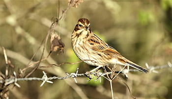 redwing, bird, barbed Wire, perched, songbird, migratory Bird, thrush, animal, wildlife, nature, closeup
