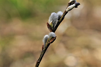 willow catkin, pastvina, jaro, měkký, načechraný, Příroda, jehnědy, Rostlina vrba, větev, zblízka, kožešinový