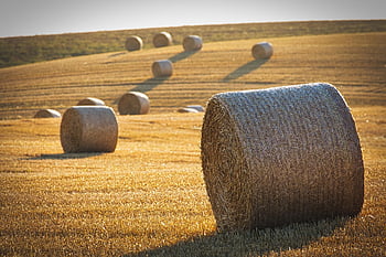 수확, 짚 bales, 빨대, 보리, 경치, 둥근 구슬, 여름, 수율, 자연, 농업