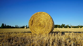 veld-, hooi-, landbouw, hooibalen, oogst, stoppels, zomer, bebouwbaar, natuur, landschap, ronde balen
