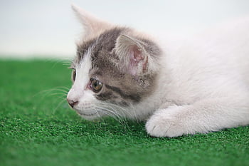 cat, kitten, stray Cat, pet, gilnyangyi, pets, nature, animal, baby Cats, cute, kitty