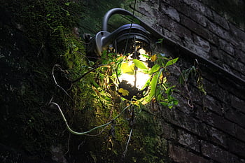 exterior wall light, brick, building, decoration, electric, fixture, green, lamp, night, outdoor, vine