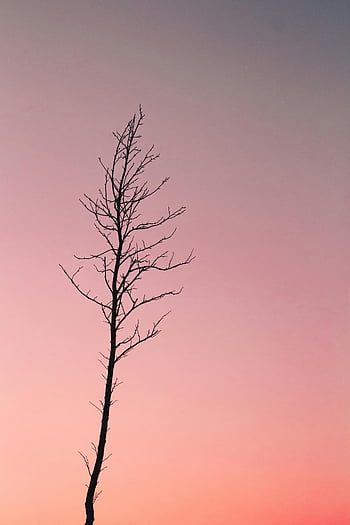 slunce silueta, holý strom, přechodu oblohy, klidná atmosféra, klidné scény, osamělý strom, západ slunce fotografie, fotografování přírody, klidné krajiny, večerní obloze, silueta stromu