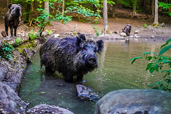 wild Boar, pig, sows, the Animal, nature, zoo, mammals, the Bristles, forest, wild, piglet