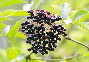 bezinka, černé bobule, starší, vitamíny, ovoce, sambucus nigra, kernobst gewaechs