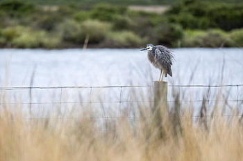 white-faced Heron, heron, egretta Novaehollandiae, bird, wildlife, wings, plumage, perch, avian, wild, nature