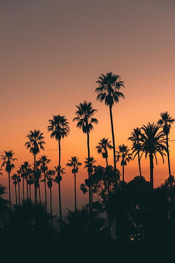 palm trees, golden hour, Los Angeles sunset, summer, silhouette, vibrant sky, California, tropical, nature, landscape, evening
