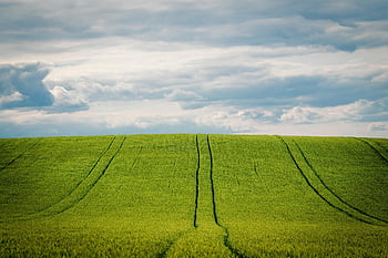 ječmen, ječmen pole, obilné pole, obilí, Příroda, zemědělství, letní, nebe, pěstování