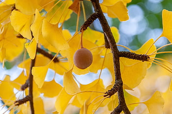 ginkgo, drzewo, żółte liście, jesień, spadek, listowie, Natura