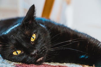 cat, boredom, boring, lie, black, domestic Cat, animal, puss, nature, cute, pet