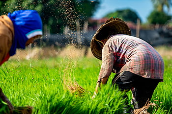 farmers working, rice plantation, lush green rice fields, rural Laos, traditional agriculture, rice farming, agricultural workers, rural farming, green fields, traditional farming, Laos agriculture