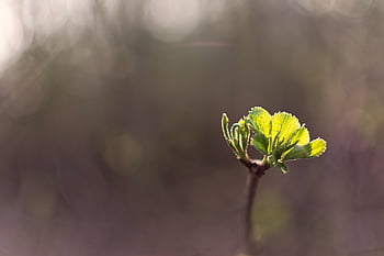 leaves, sprout, nature, spring, bokeh, depth Of Field, close Up