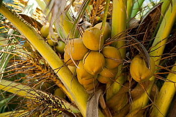 green coconuts, palm tree, Unawatuna, Sri Lanka, tropical nature, close-up, coconuts growing, tropical fruit, coconut cluster, coconut tree, tropical landscape