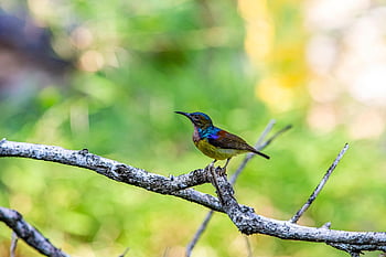 olive-backed Sunbird, bird, animal, yellow-bellied Sunbird, cinnyris Jugularis, avian, small Bird, tropical, wildlife, fauna, nature