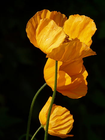 gule blomster, grunt fotografering, levende oransje valmuer, blomstrende blomster, mørk bakgrunn, Nærbildeblomster, blomsterfotografi, naturfotografering, gule valmuer, blomst nærbilde, makrofotografering