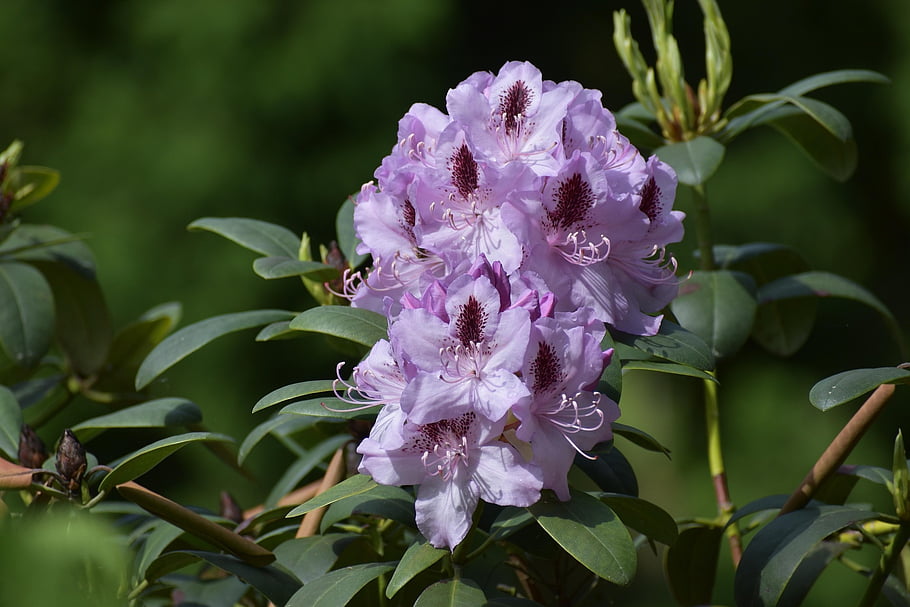 rhododendrons, purple Flowers, petals, purple Petals, bloom, blossom, flora, nature, plants, flowering Plants, spring
