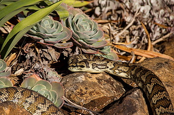 serpent, tapis en python, python, bain de soleil, roches, Australie, Queensland, Pixabay, peau, modèle, sauvage